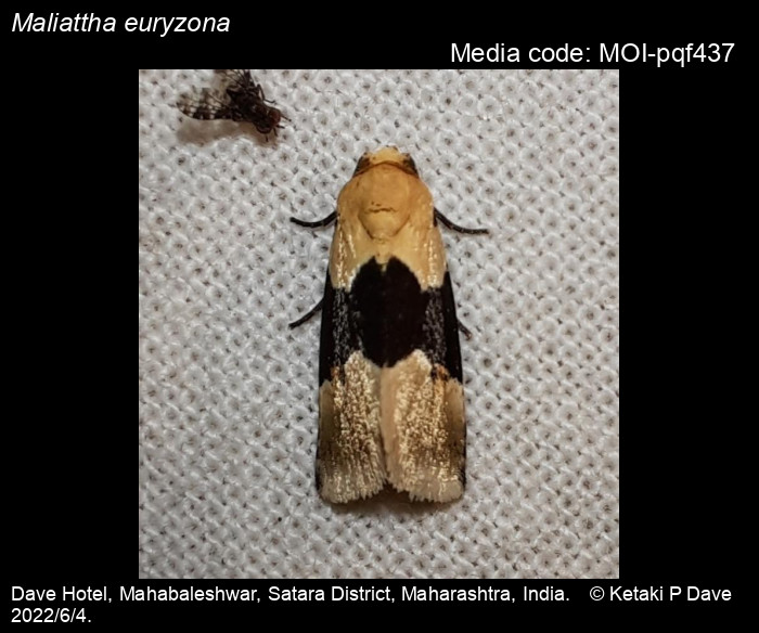 Maliattha euryzona (Hampson, 1910) Moths